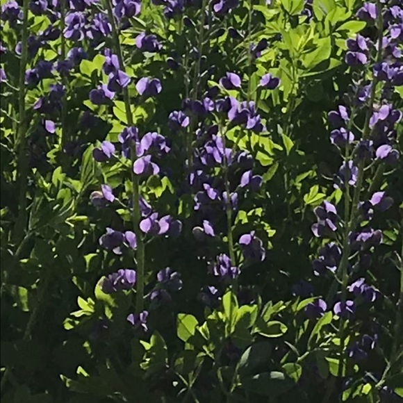 Meet your Posher, C - Picture 1 of 1